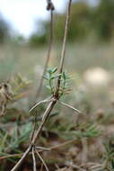 Imagem de Galium xeroticum (Klokov) Pobed.