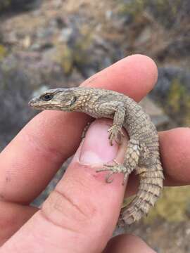 Image of Dwarf Girdled Lizard