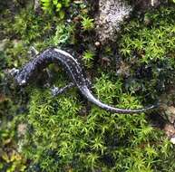 Image of Black Salamander