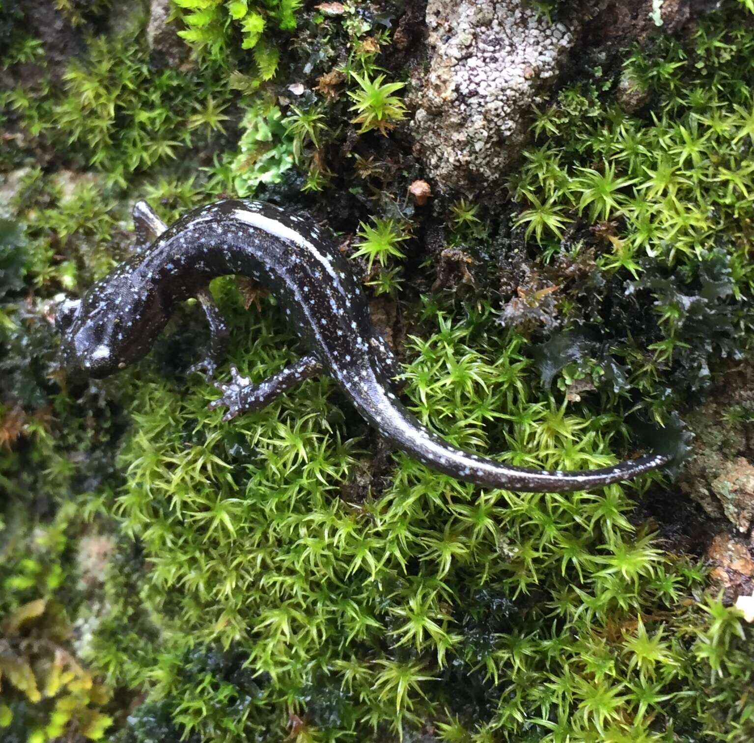 Image of Black Salamander