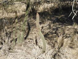 Image of Cleistocactus baumannii (Lem.) Lem.