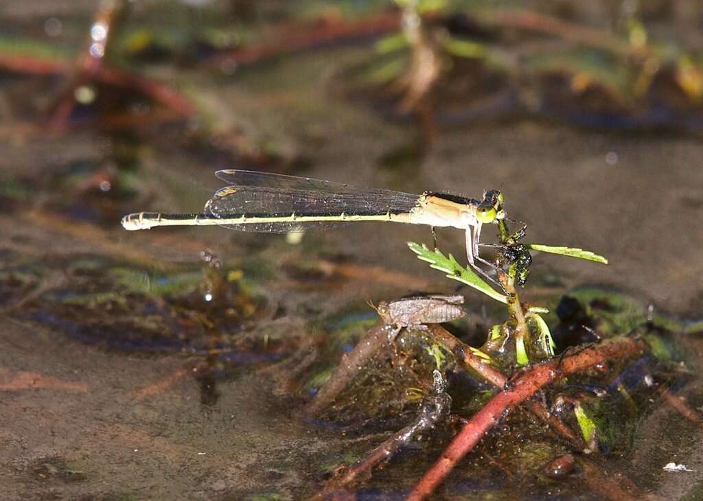 Ischnura pruinescens (Tillyard 1906) resmi