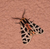 Image of Grammia geneura incorrupta Edwards 1881