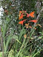 Image of Crocosmia mathewsiana (L. Bolus) Goldblatt ex M. P. de Vos