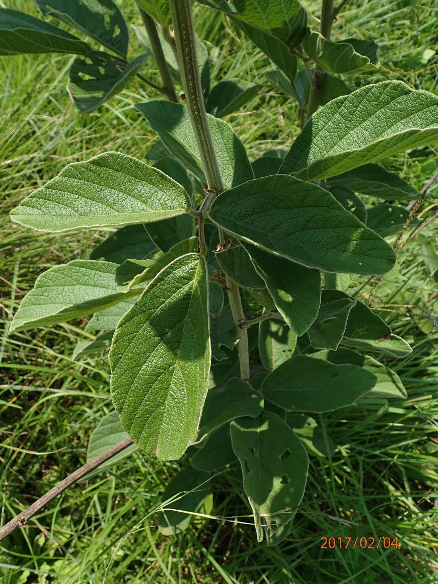 Image of Bug catcher