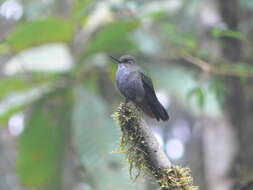 Image of Hoary Puffleg