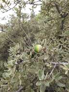 Image of Quercus microphylla Née