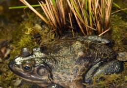 Слика од Lithobates catesbeianus (Shaw 1802)