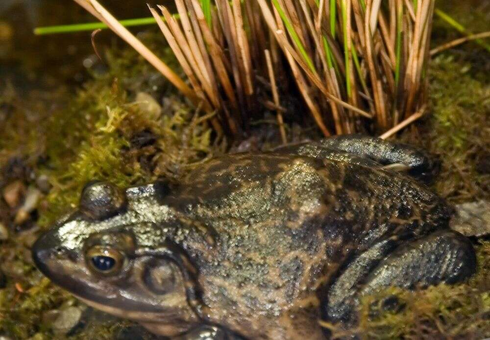 Image of American Bullfrog