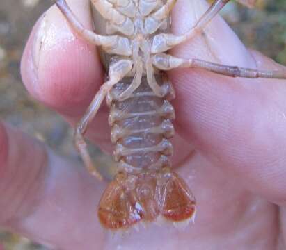 Image de Cambarus longirostris Faxon 1885