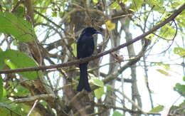 Image of Hair-crested Drongo