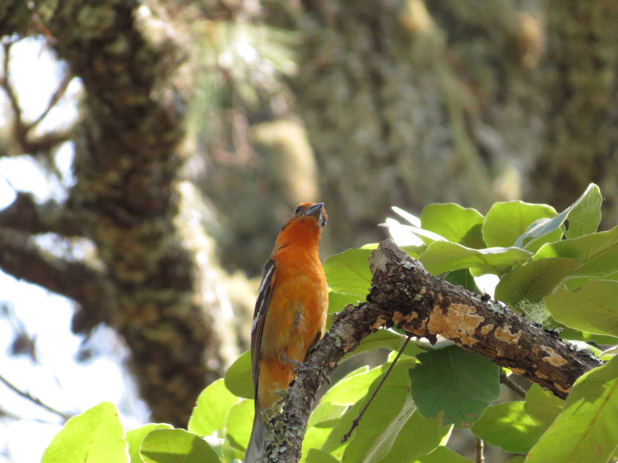 Image of Flame-colored Tanager
