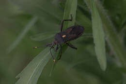 Image de Anoplocnemis dallasiana Lethierry & Severin 1894