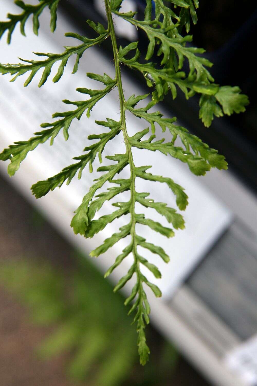 Image of Northern maidenhair fern