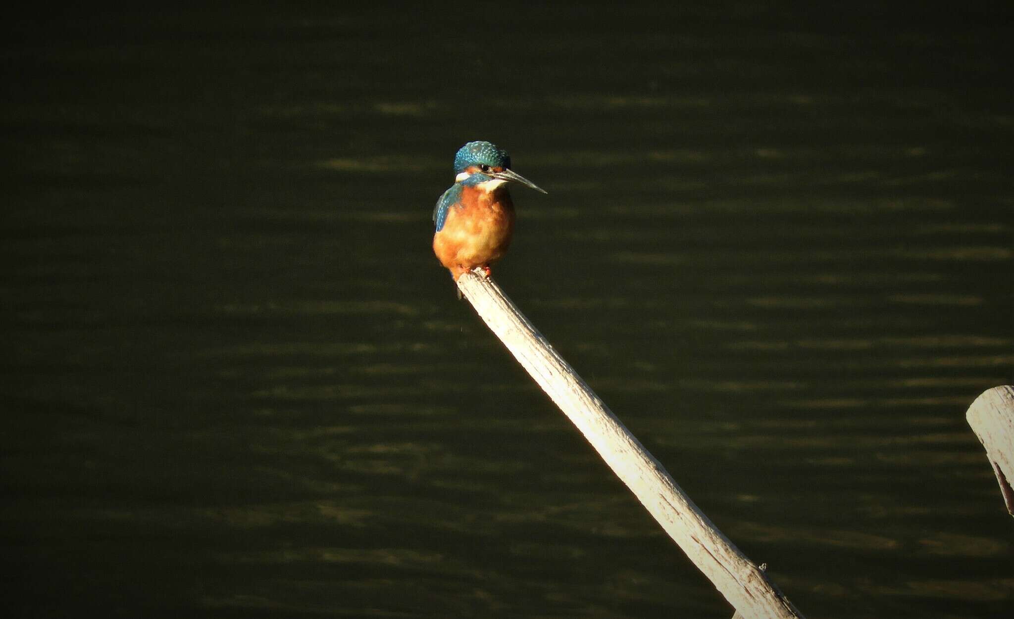 Image of Alcedo atthis ispida Linnaeus 1758