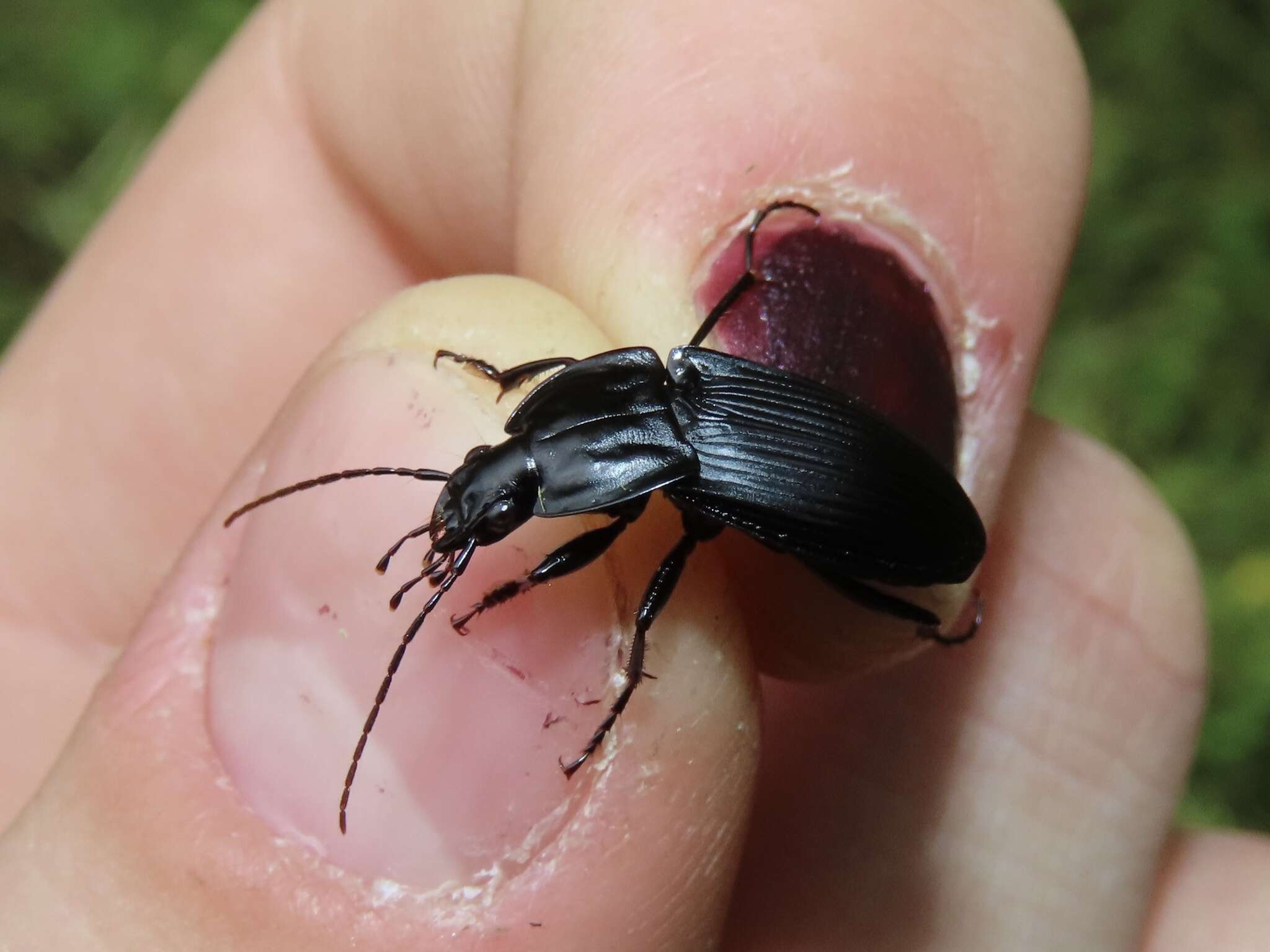 Image de Dicaelus (Paradicaelus) elongatus Bonelli 1813