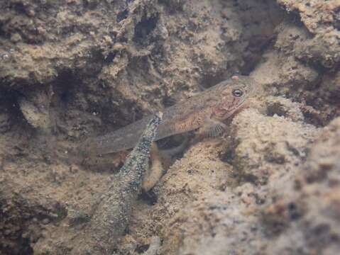 Слика од Wuhanlinigobius