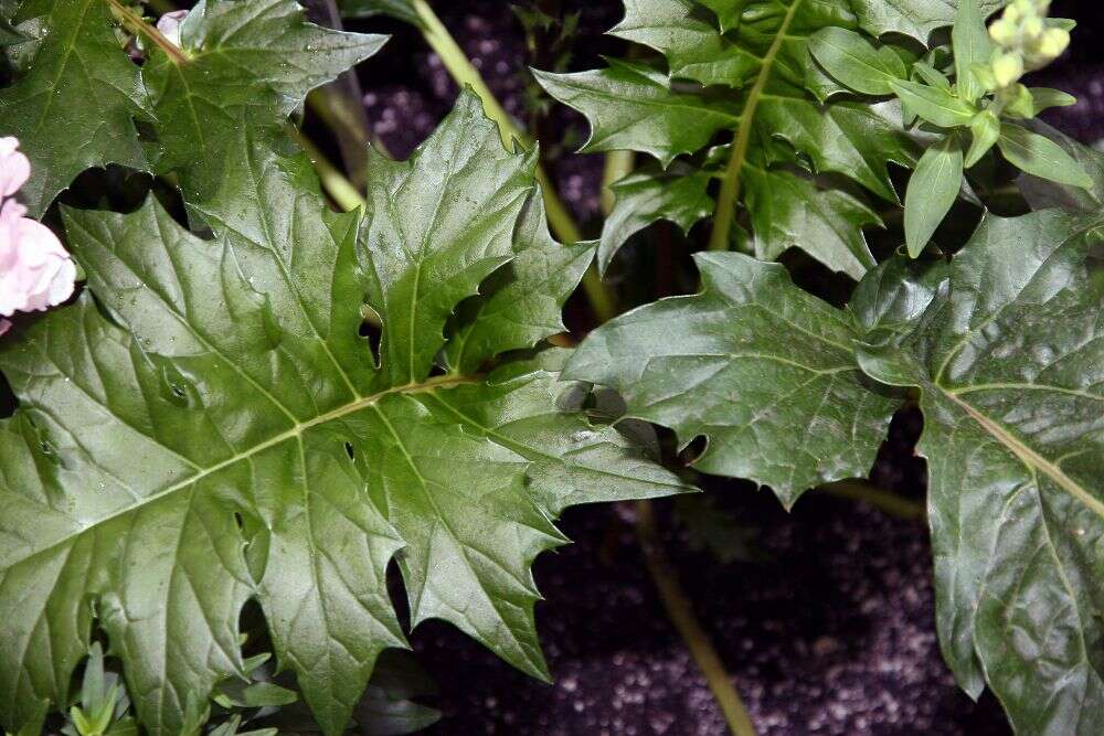 Imagem de Acanthus mollis L.