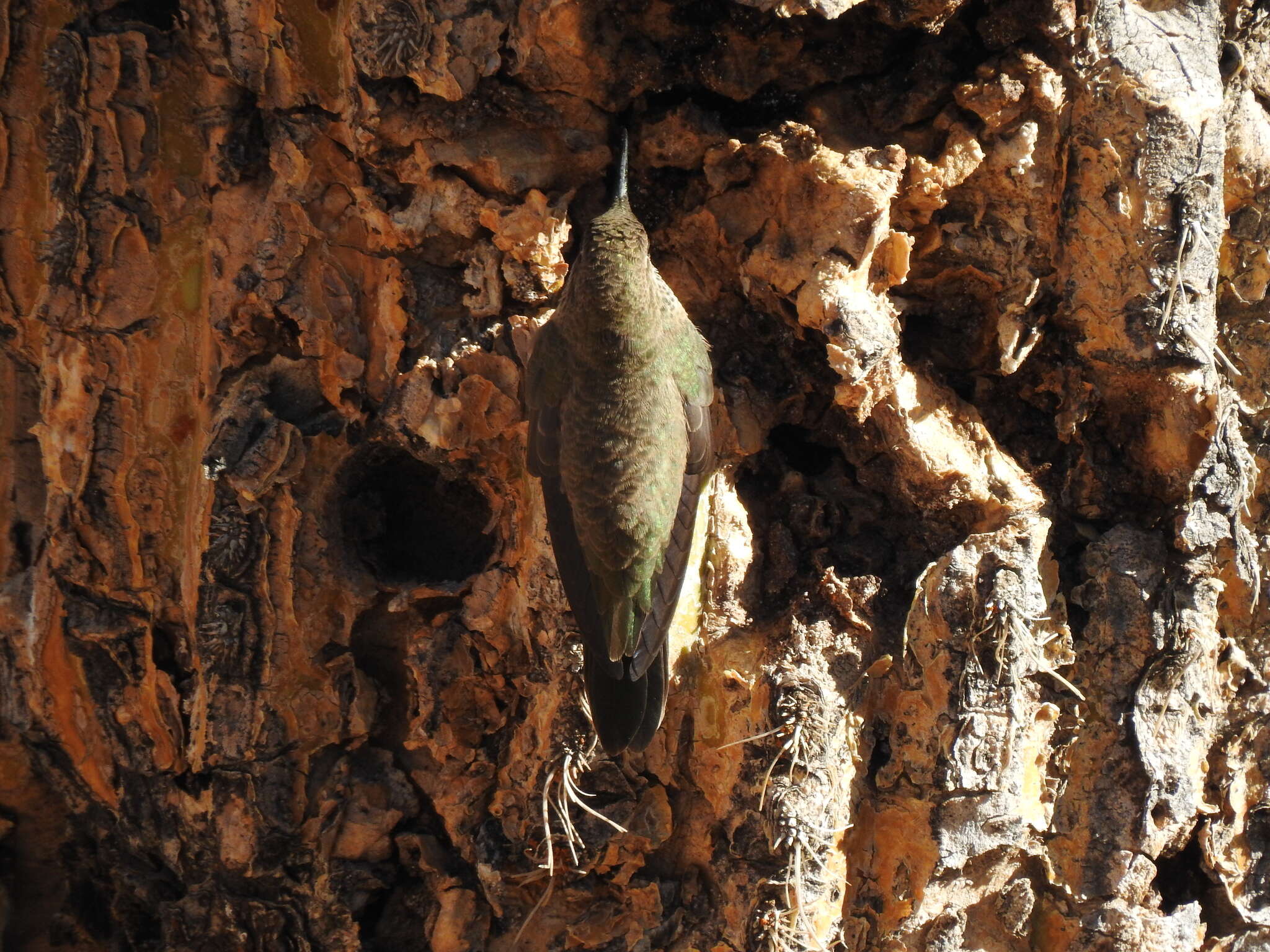 Image of Andean Hillstar