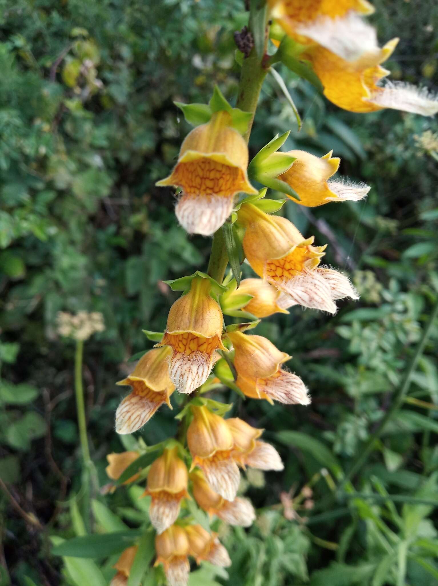 Imagem de Digitalis laevigata subsp. graeca (Ivanina) Werner