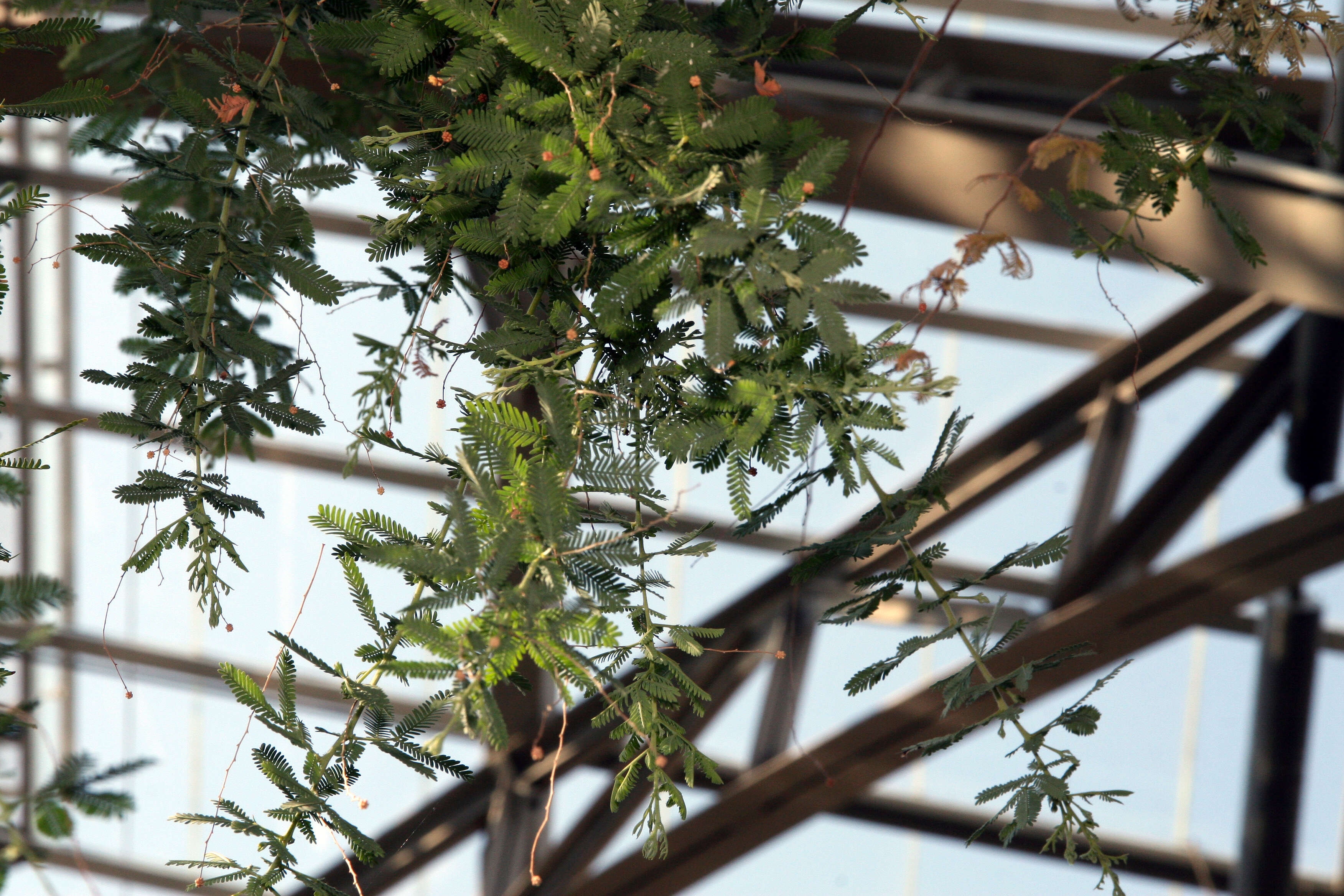 Image of cootamundra wattle