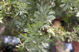 Image of cootamundra wattle