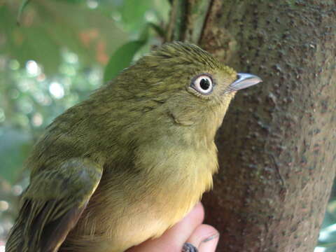 Image of Wire-tailed Manakin