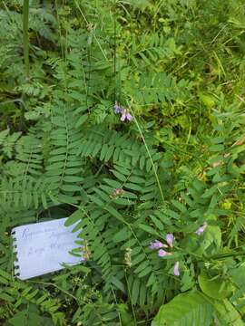 Plancia ëd Vicia cassubica L.