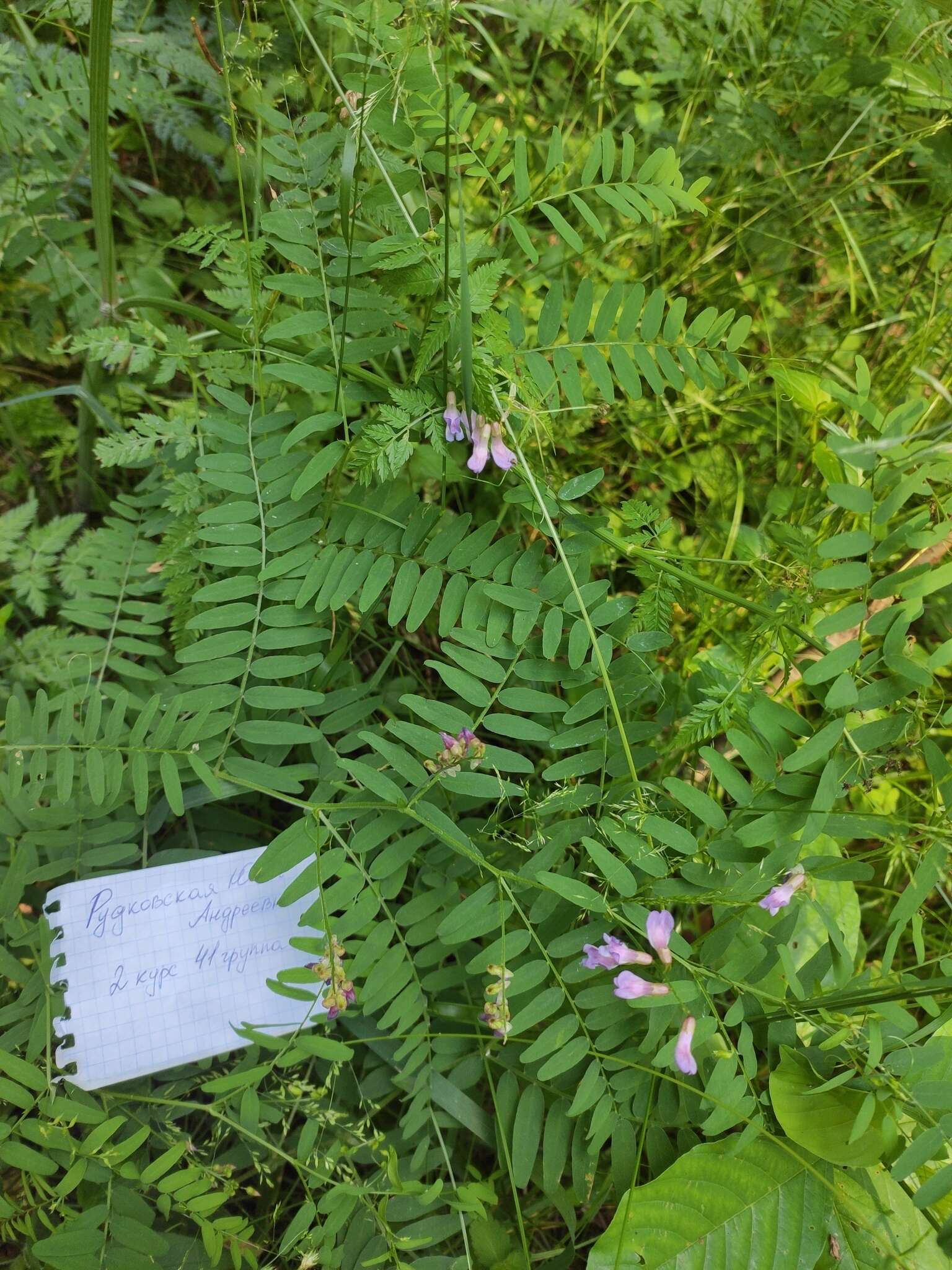 Image of Kashubian vetch