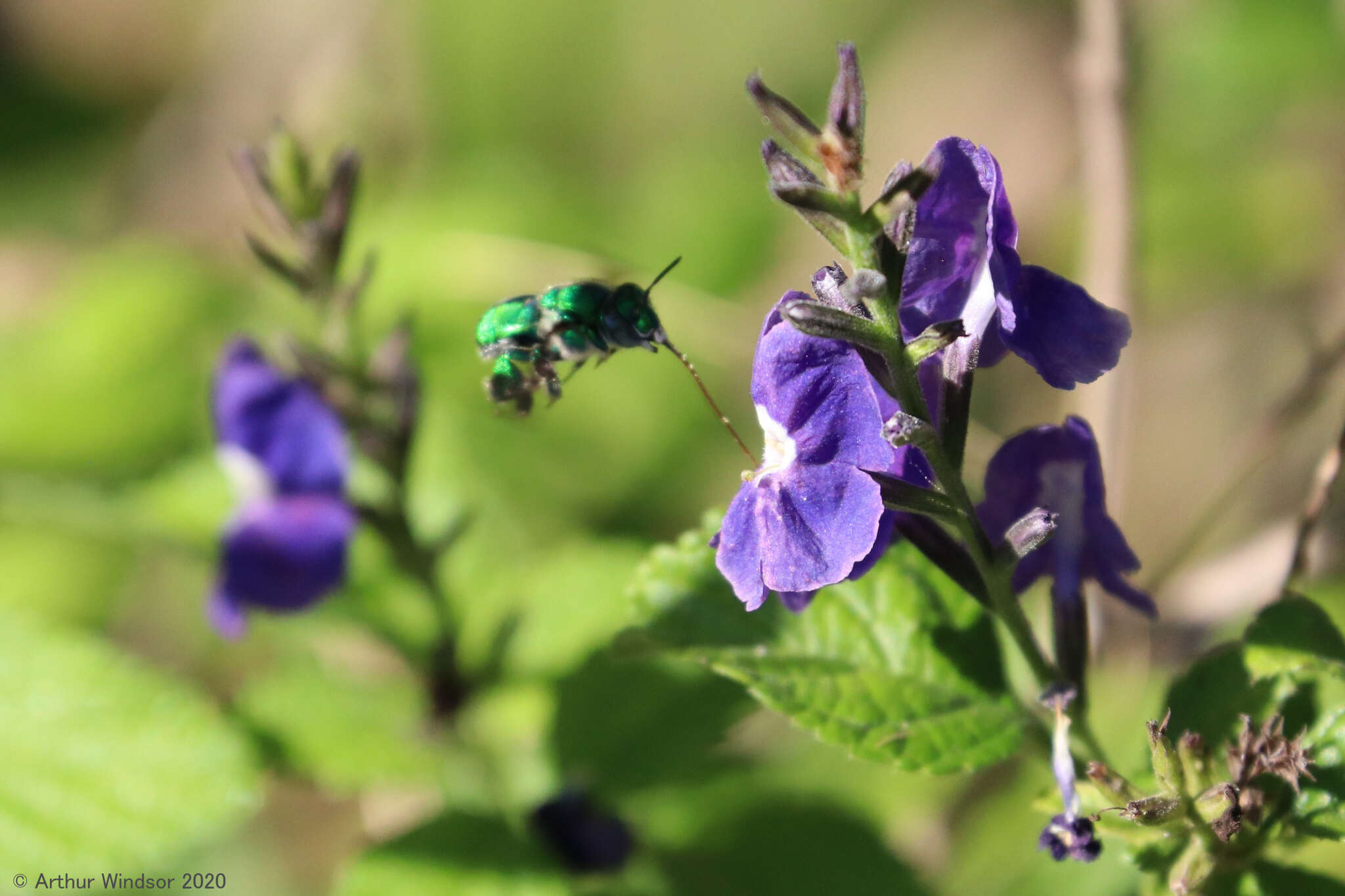 Image of Dilemma Orchid Bee