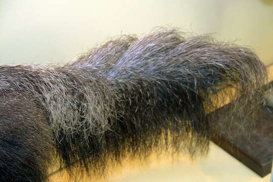 Image of Giant anteaters