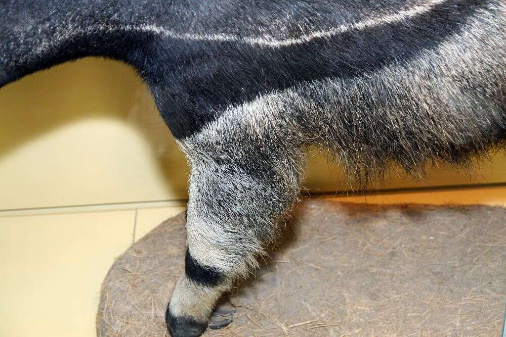 Image of Giant anteaters