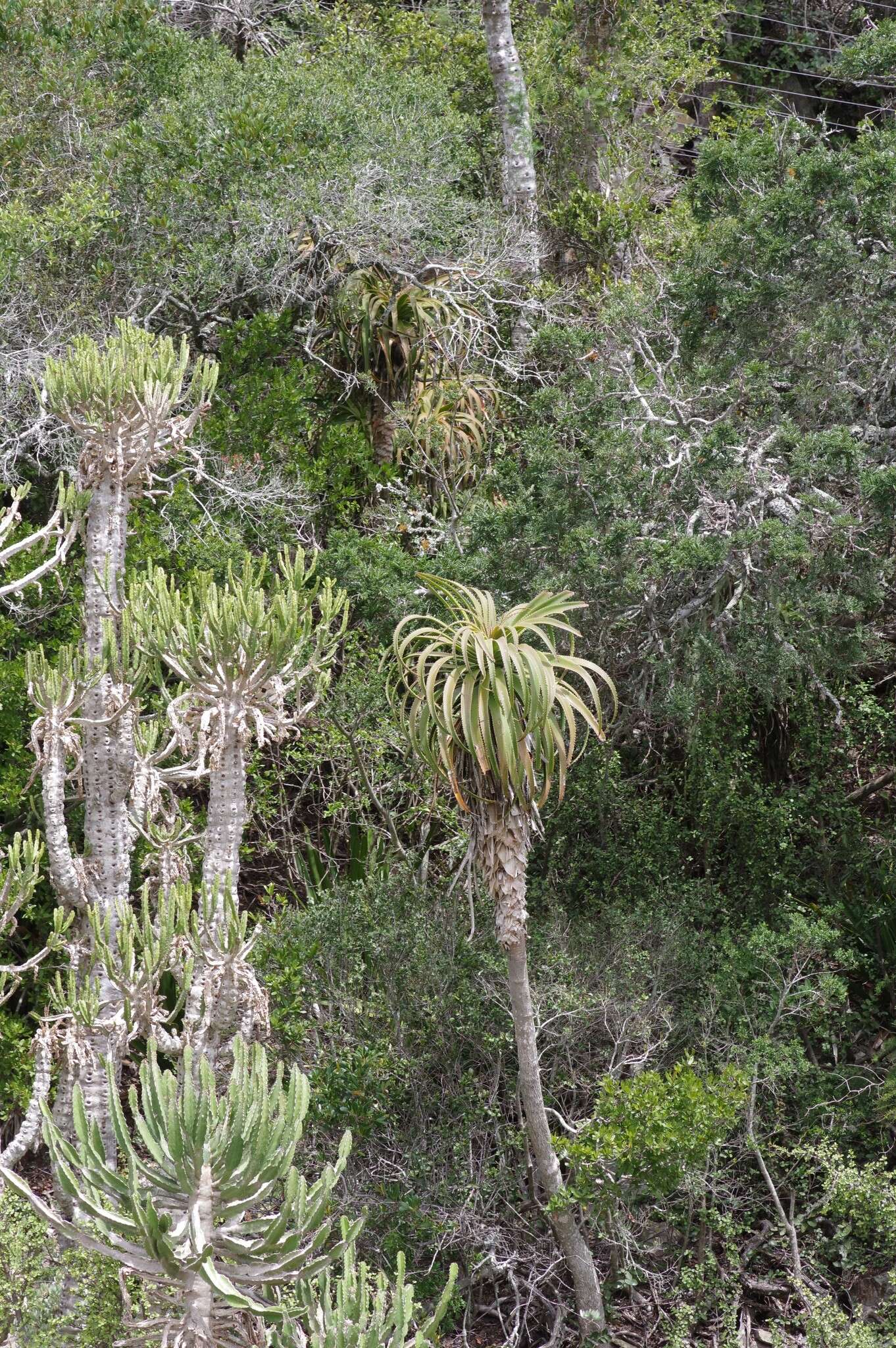 Image of Aloe pluridens Haw.