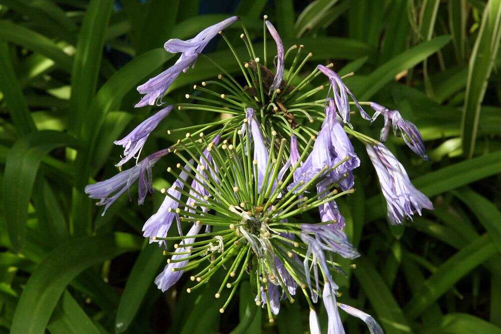 Imagem de Agapanthus africanus (L.) Hoffmanns.