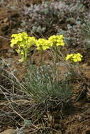 Image of Erysimum flavum subsp. altaicum (C. A. Mey.) Polozhij