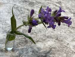 Image of Whited's penstemon