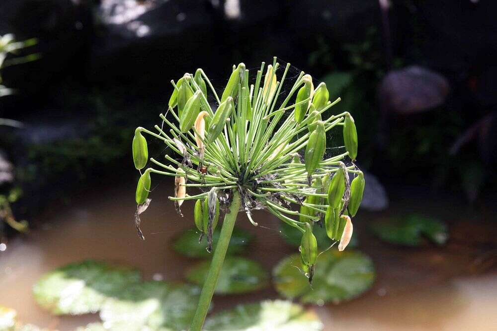 Imagem de Agapanthus africanus (L.) Hoffmanns.