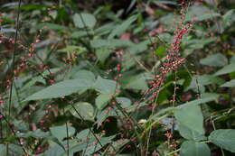 Image of Persicaria filiformis (Thunb.) Nakai