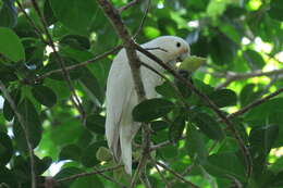 Image of Goffin's Cockatoo