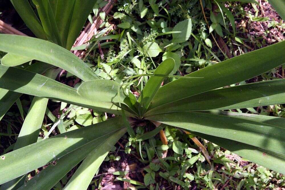 Imagem de Agapanthus africanus (L.) Hoffmanns.