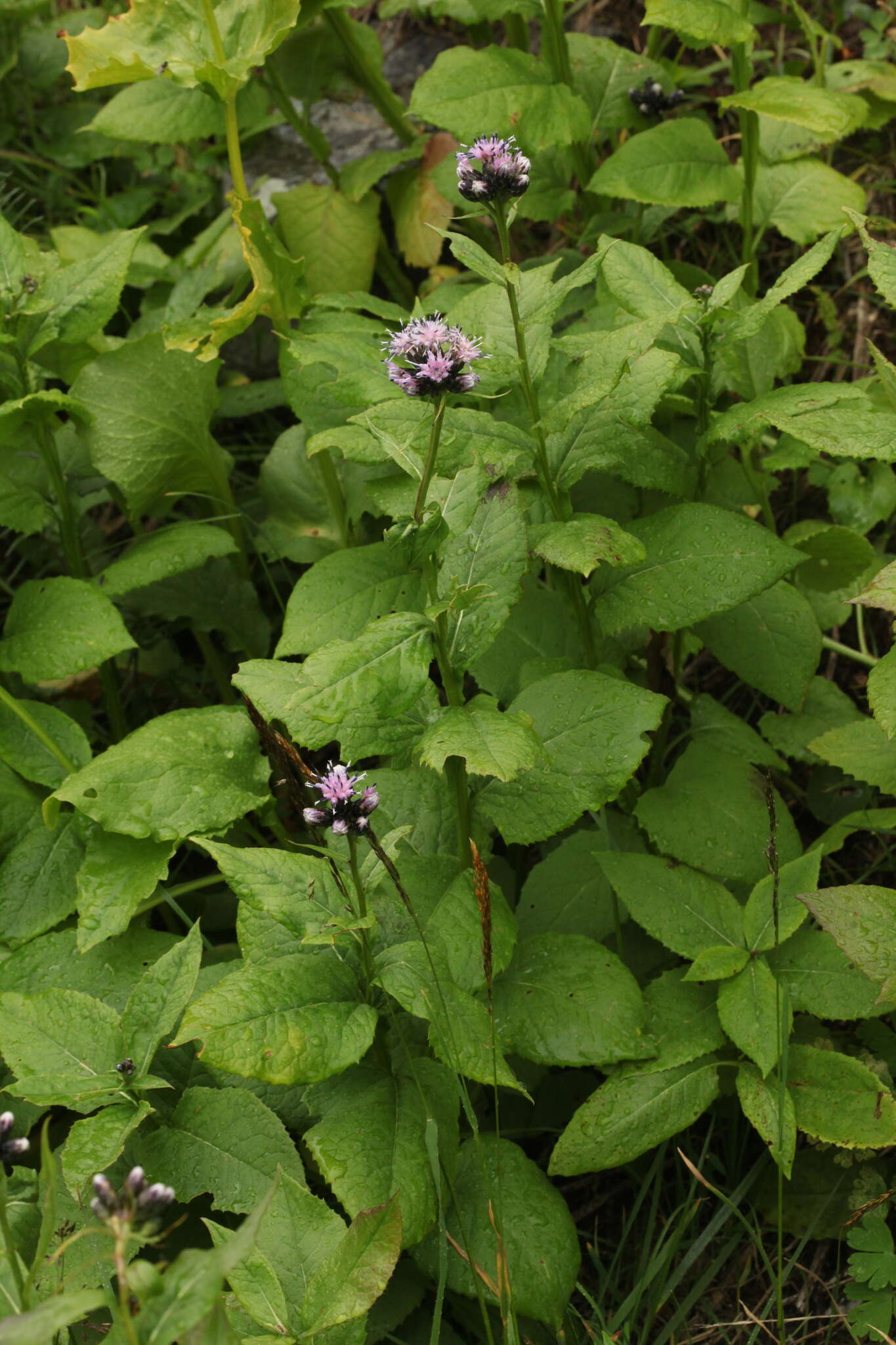 Saussurea latifolia Ledeb. resmi