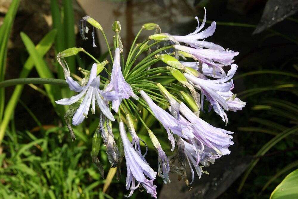 Imagem de Agapanthus africanus (L.) Hoffmanns.