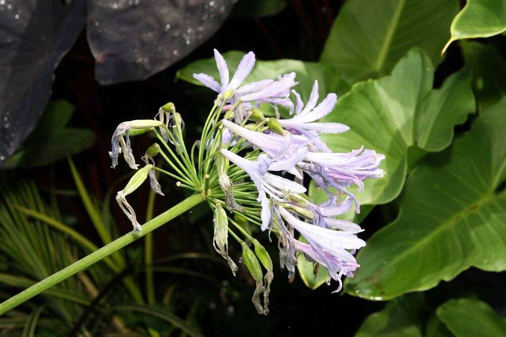 Imagem de Agapanthus africanus (L.) Hoffmanns.