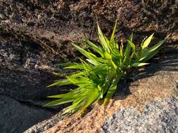 Image of slender rosette grass