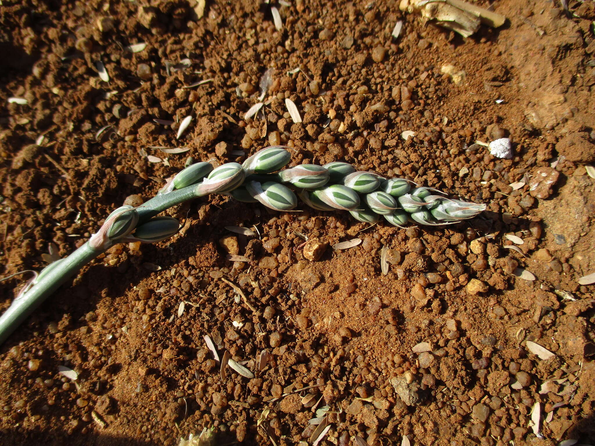 Imagem de Albuca kirkii (Baker) Brenan