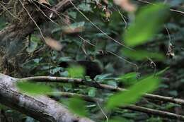 Image of Green Turaco