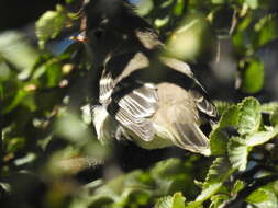 Image of White-crested Elaenia