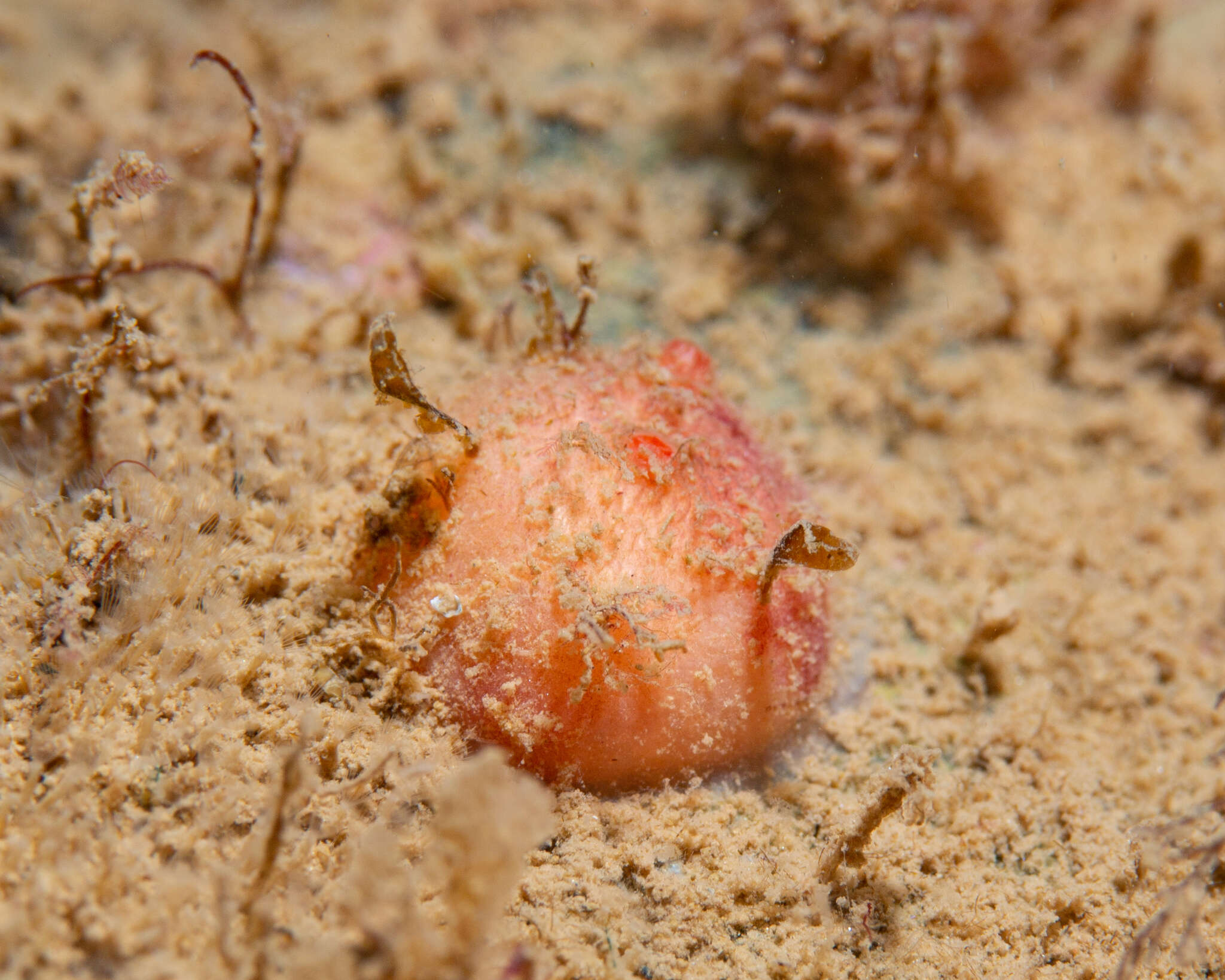 Image of blood drop sea squirt