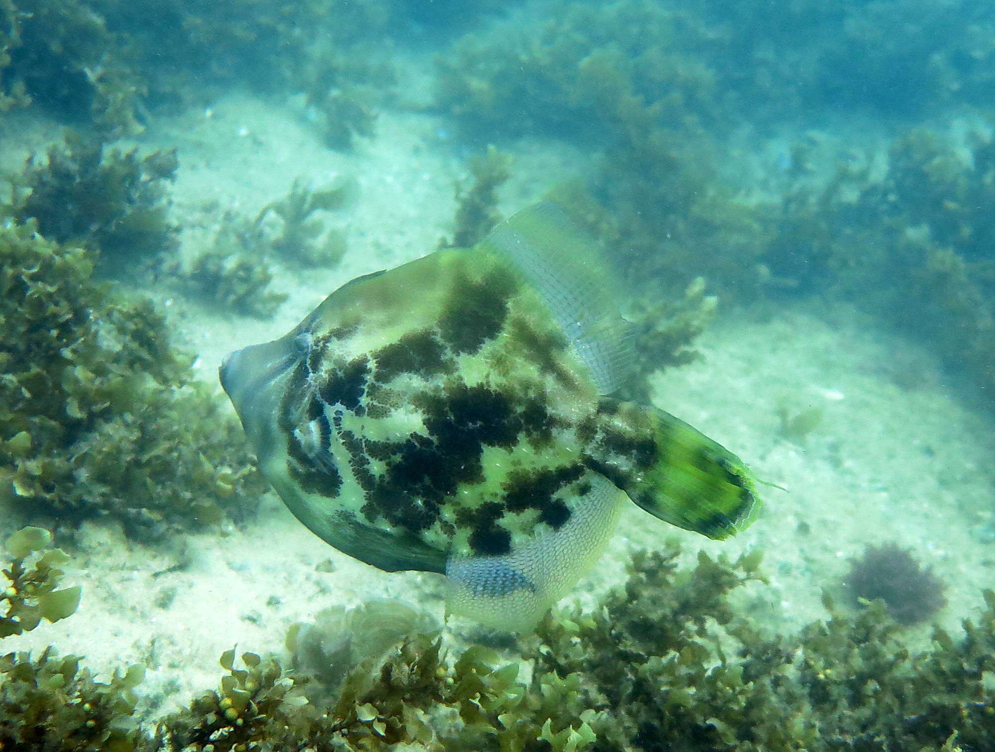 Image of Centreboard Leatherjacket