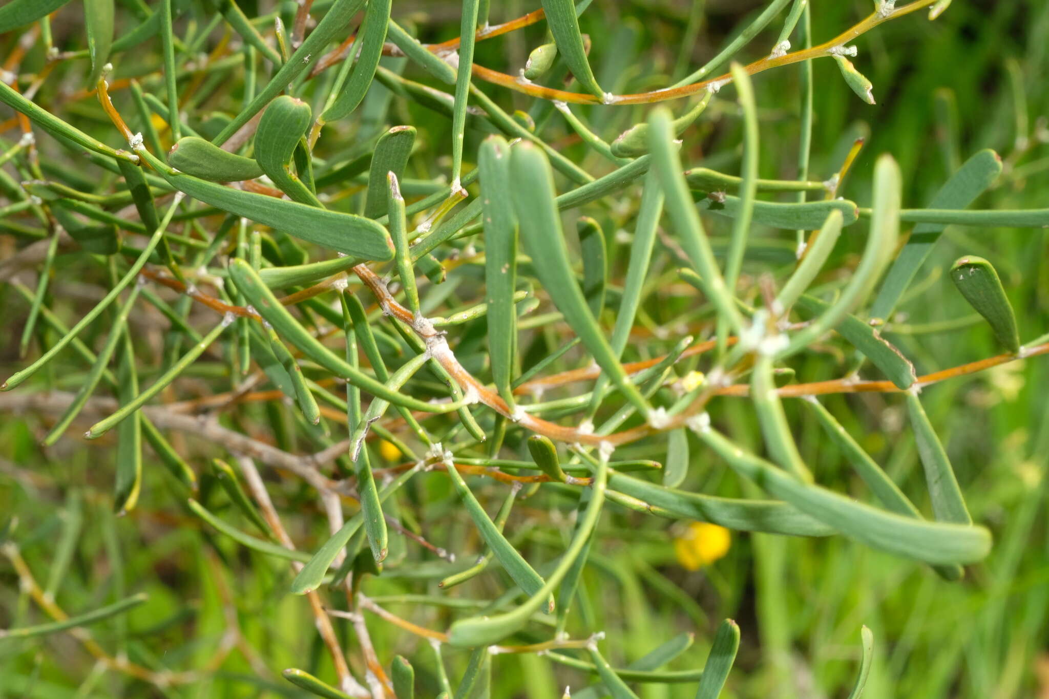 Image of Acacia farinosa Lindl.